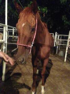 Cymple Rythmn, the night of her rescue. Photo courtesy of Auction Horse Rescue and Southern California Thoroughbred Rescue