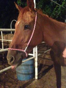 "Della", the night of her rescue. Photo by Auction Horse Rescue